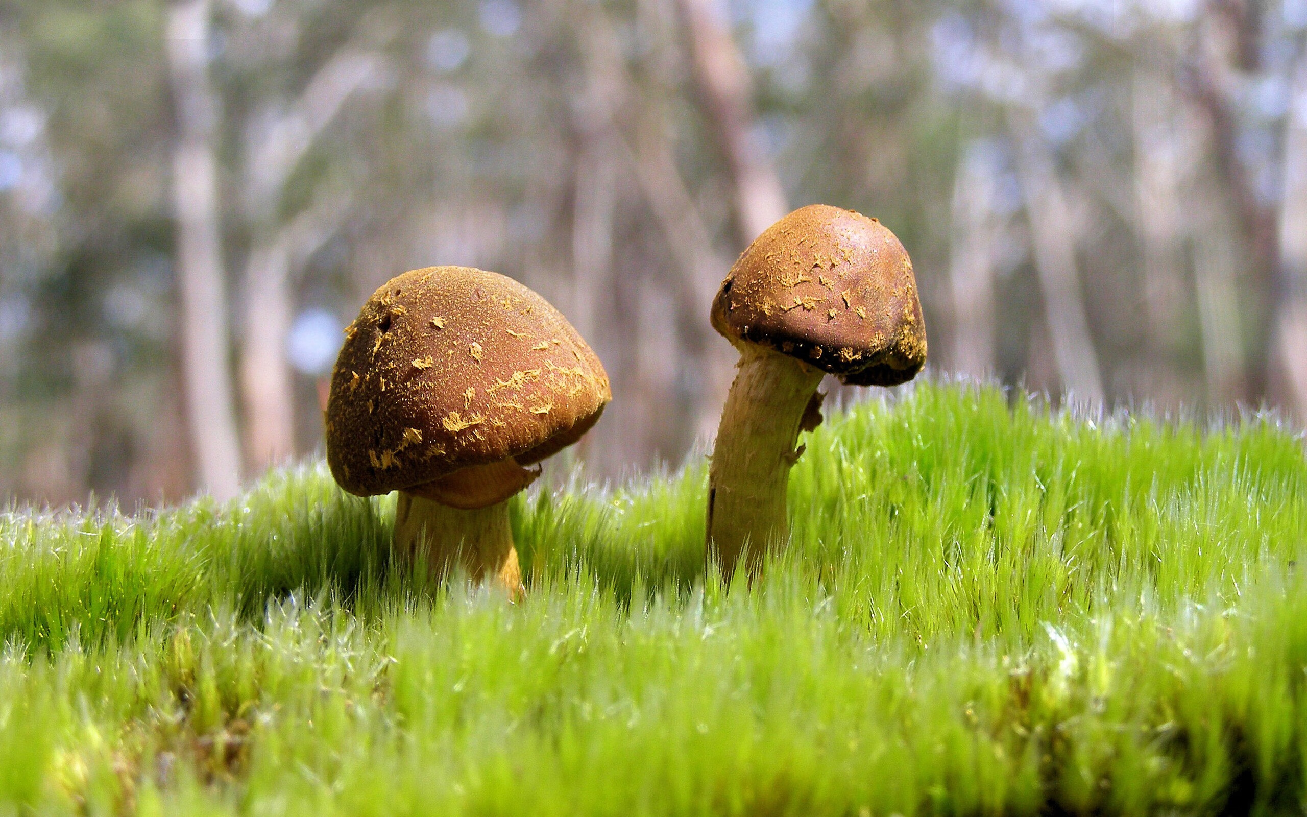 开云官方网-尼尔·巴特尔成为袋鼠队防守端的主心骨