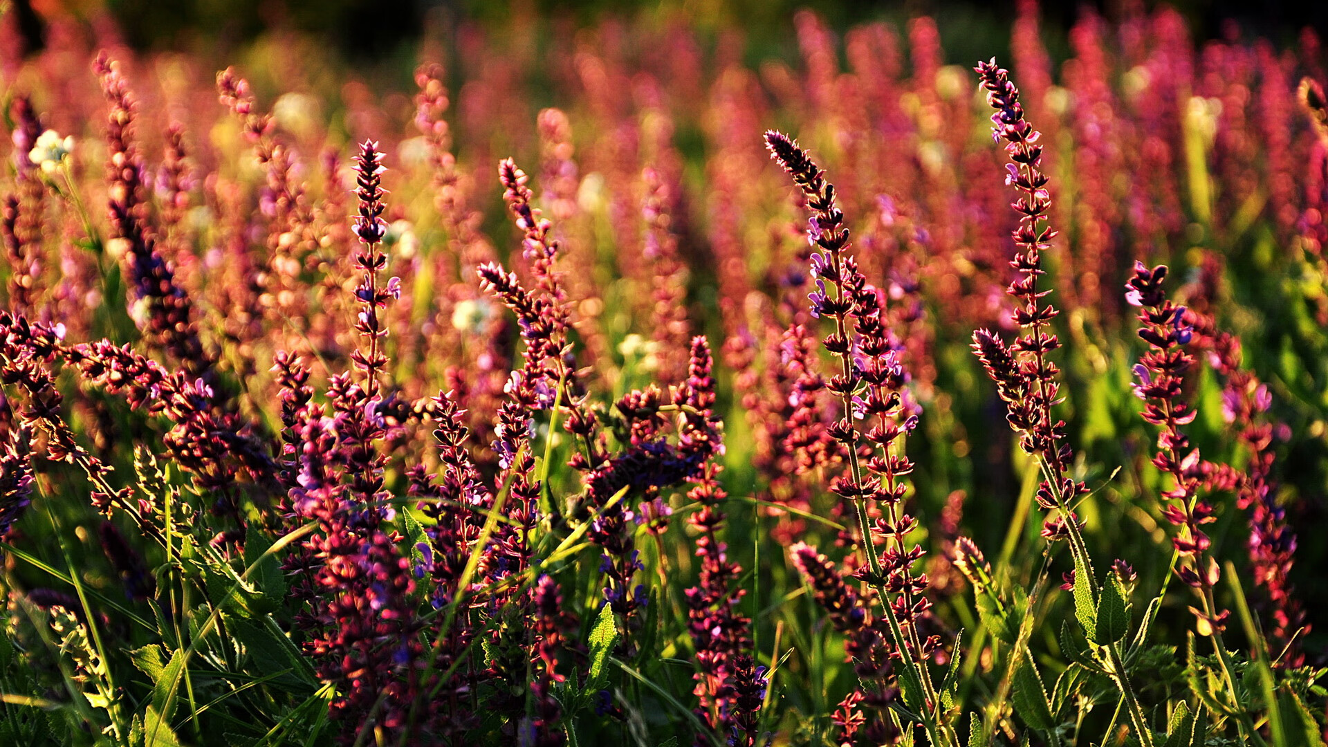 斯洛伐克男篮在欧洲排名持续提升，冲击国际舞台