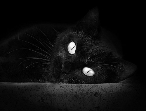 美国女子接力队赛场表现引发热议，奥运会美国女子接力赛重跑