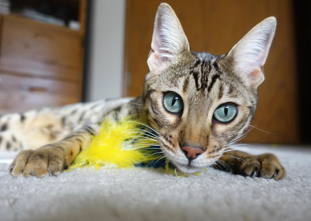 陈佳从跳水跨界蝶泳实现突破,跳水陈佳琪