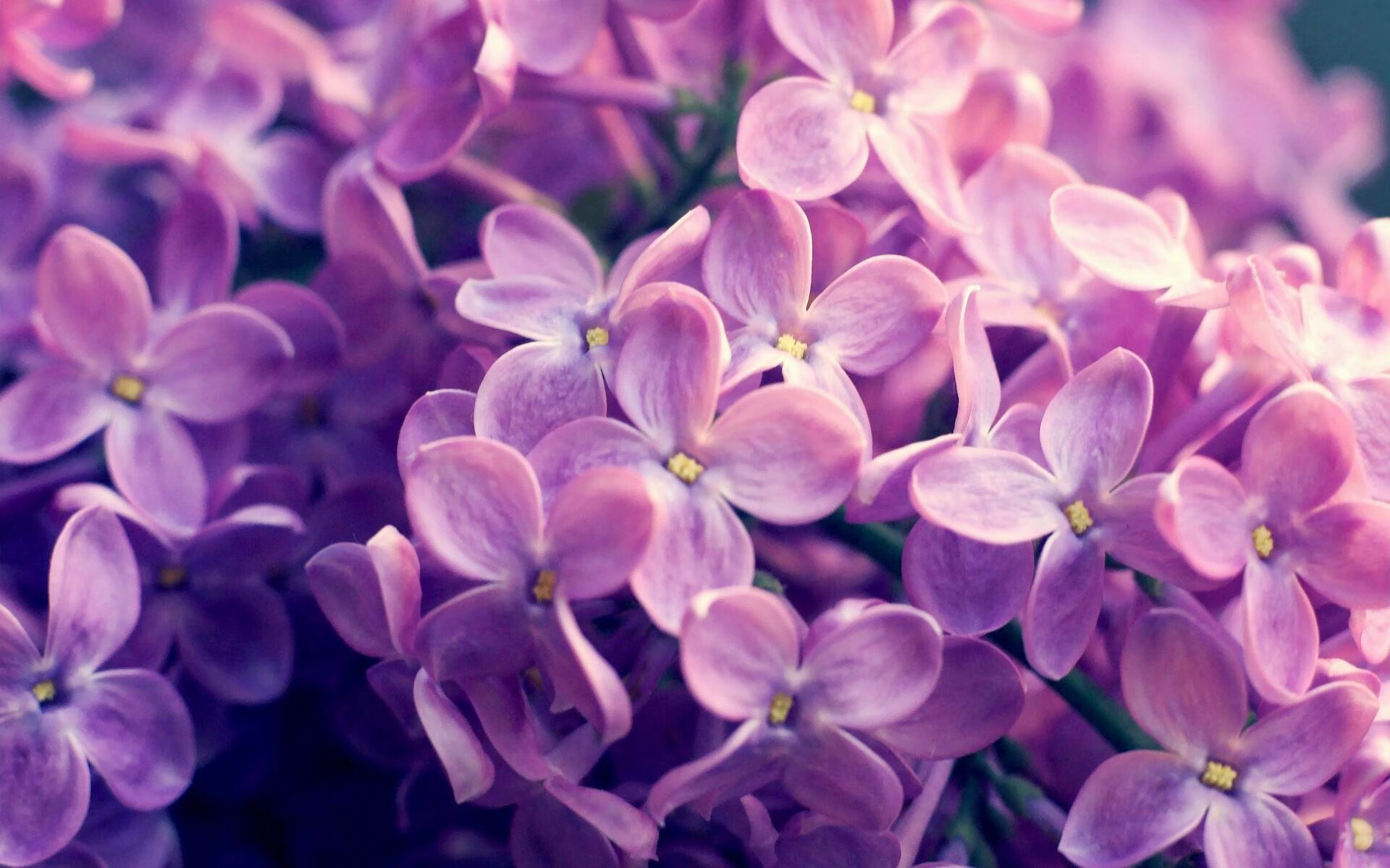 开云体育在线官网-雷霆签下潜力中锋备战常规赛，雷霆主力队员